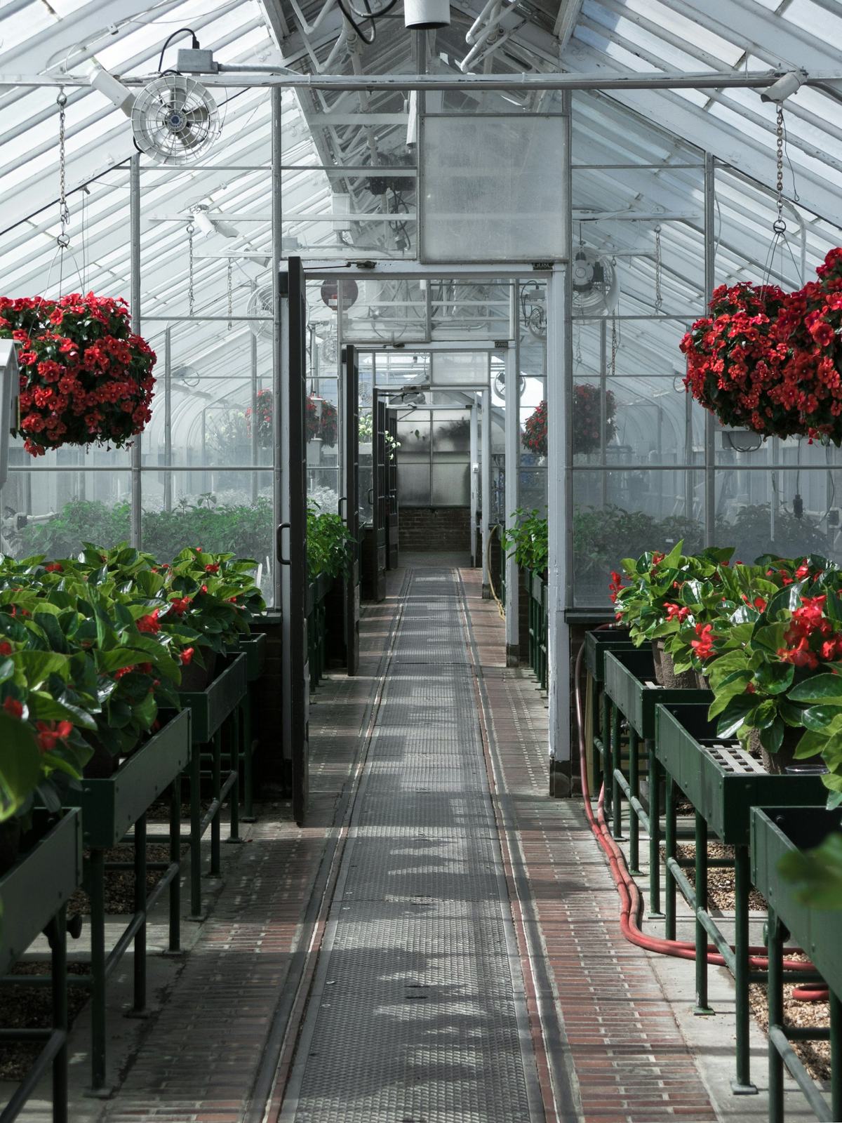 Flowers on greenhouse benches