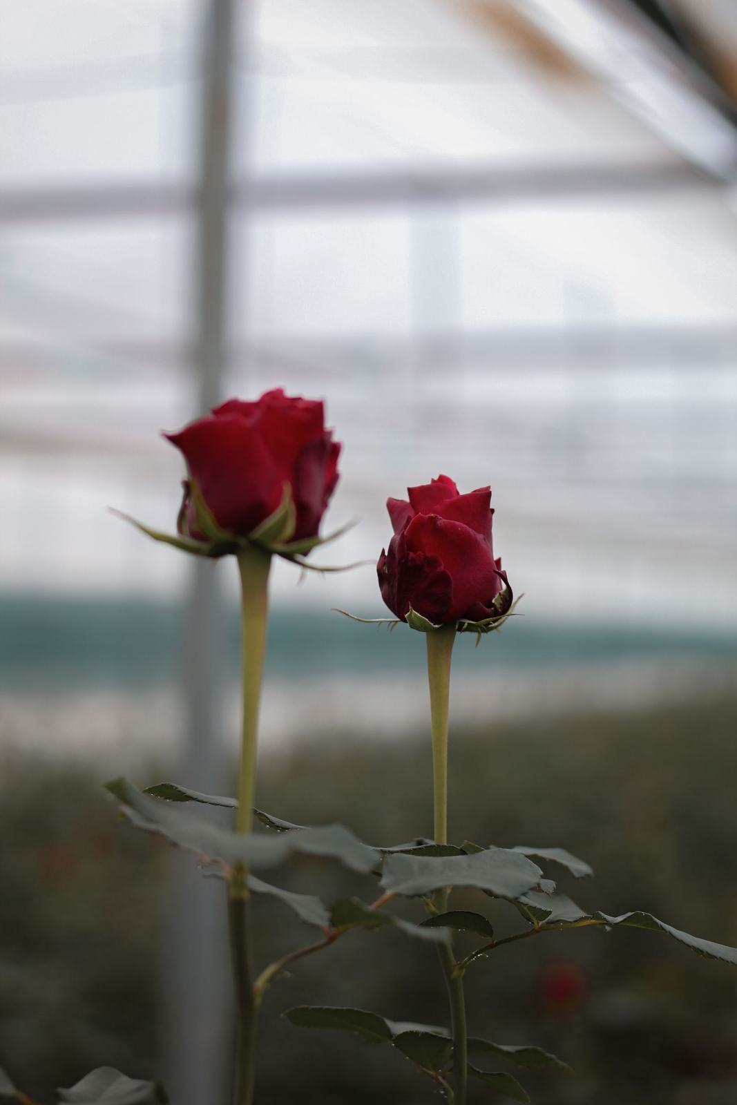 Red roses growing in a greenhouse