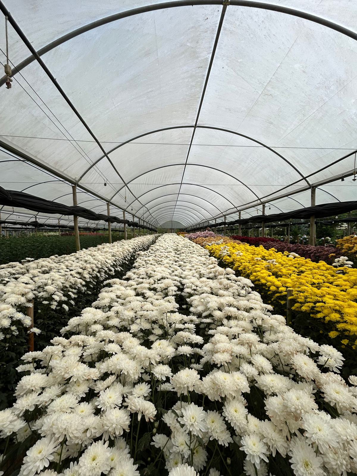 Rows of flowers under a tunnel