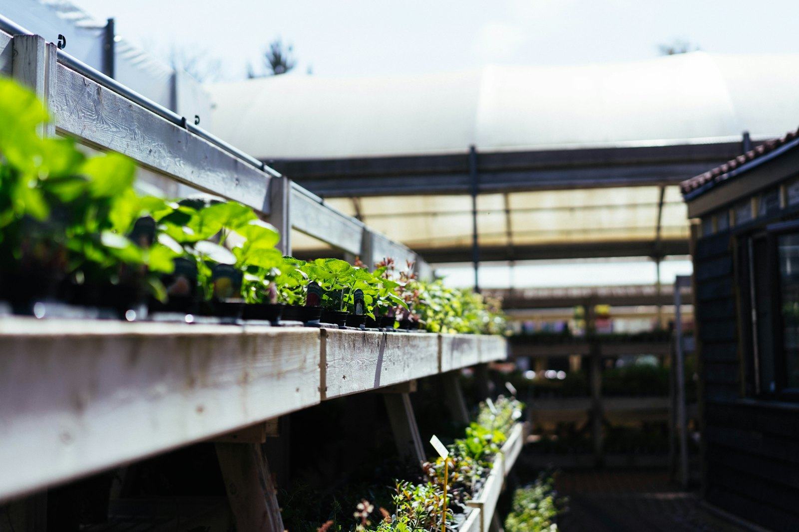Young plants on nursery benches