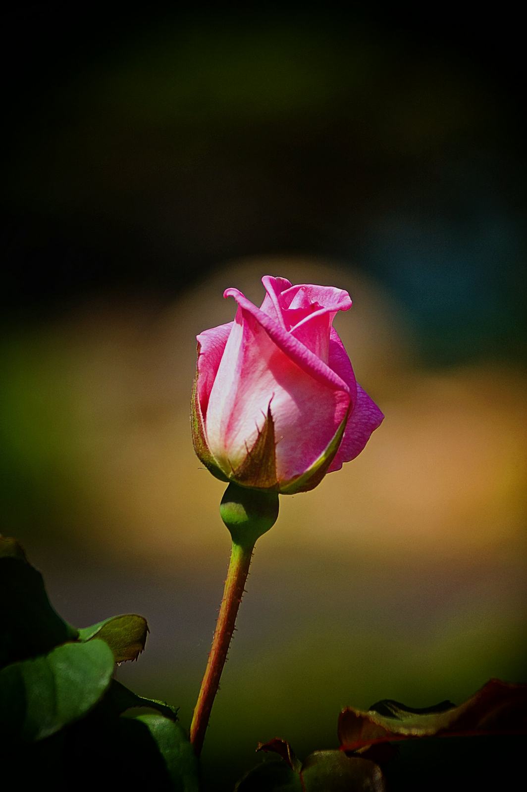 A single rose bud