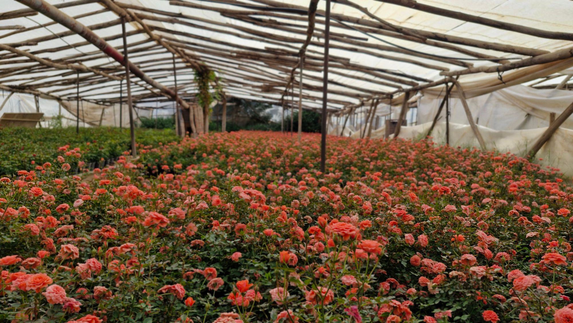 A greenhouse full of red flowers