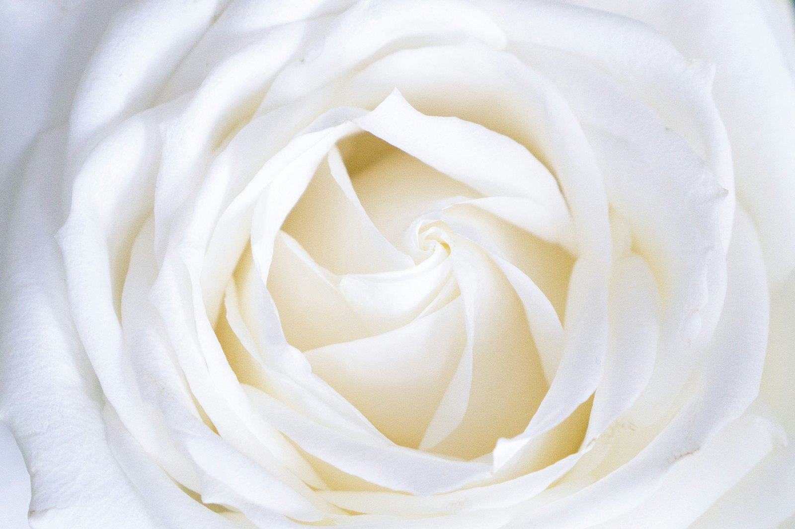 Close-up of a white rose