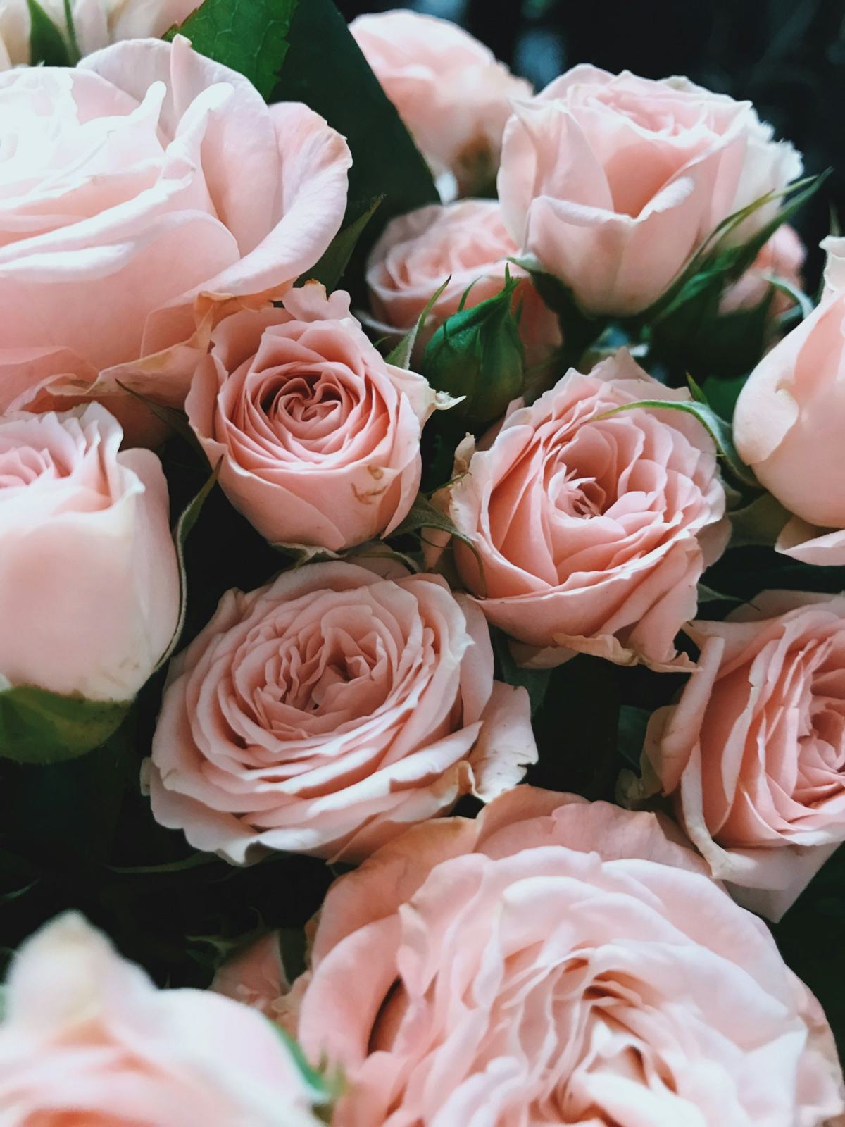 Roses in a trial