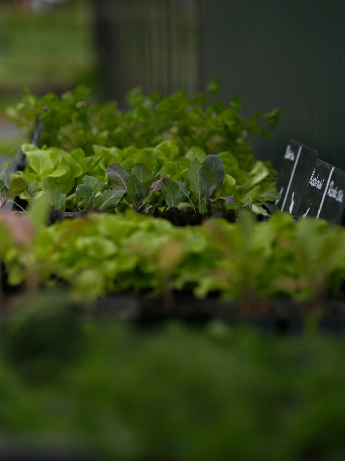 Labelled trays of young plants